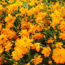 神秘的金色花朵之谜