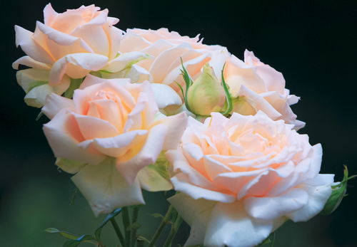 尚多斯美人月季：美丽背后的故事