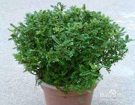 清香木驱蚊成分是什么？
