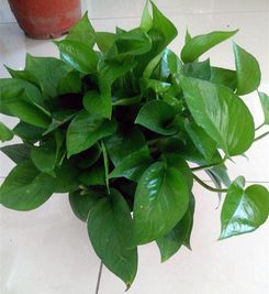 绿萝放水养，是植物呼吸不畅吗