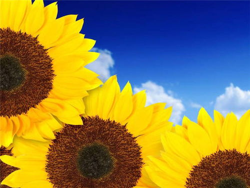 太阳花苗枯死之谜：揭秘太阳花花苞干枯的关键因素