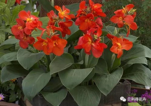 长春花：夏日骄阳， 花朵常开