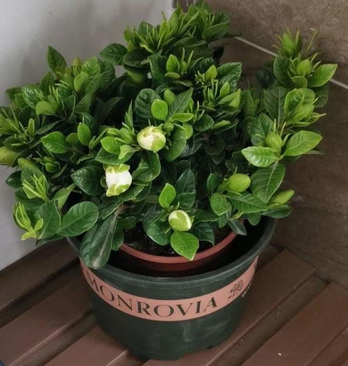 浅盆适合栽什么植物？这样选植物