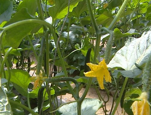 “秋季种植露地丝瓜，最佳花卉种植时机！”