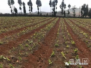 养牛必备， 皇竹苗种子的用量奥秘