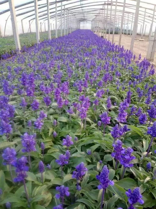 草花早衰的烦恼，咋防范呢？