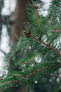 黑松病虫害的辨别