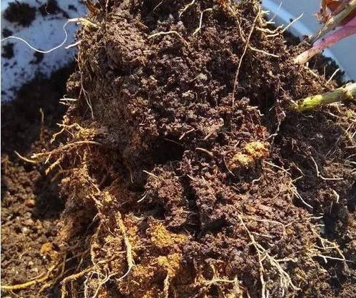 二、 腐叶土的特性