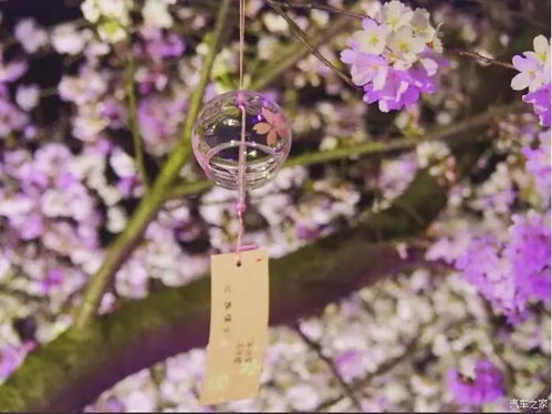 结香花冬天开，为何如此神秘