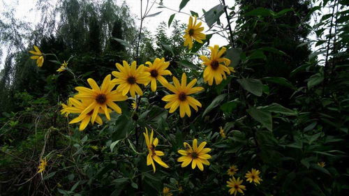 菊科植物种植时间南北差异大吗？