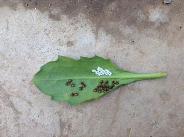 用天然东西，保护益虫