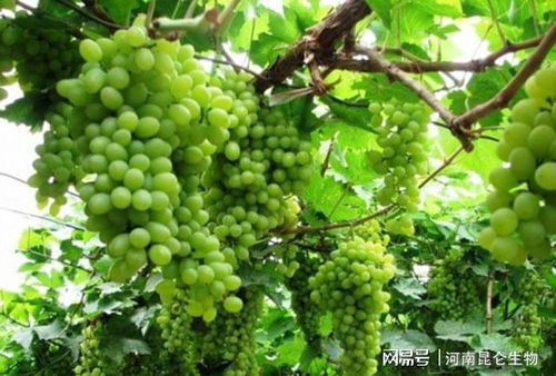 葡萄萌芽后为何尽量不浇水，这样做对葡萄生长有何影响