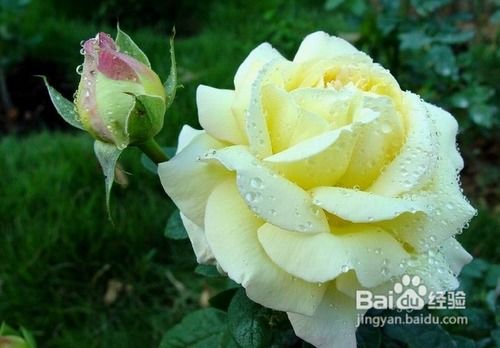 肥料选择， 月季生长的助力