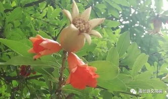 带刺植物的顽强生命力