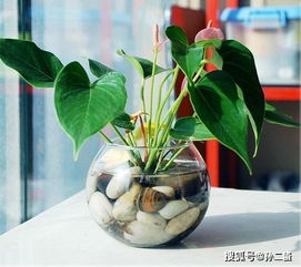 红掌水培烂根，原因何在