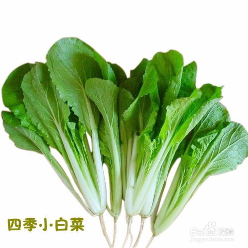 盆栽小白菜