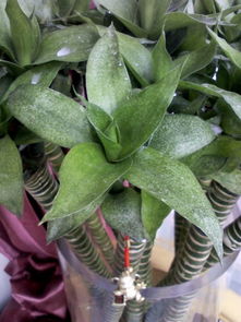 花叶子上出现白斑，是病虫害还是营养不良引起的？