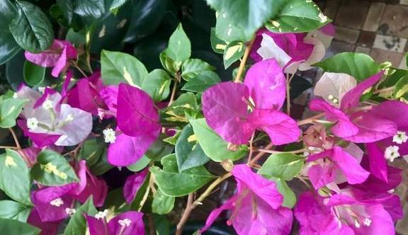 凤仙花的快速成长