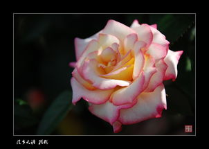 月季花的文化内涵：四季之美的传承