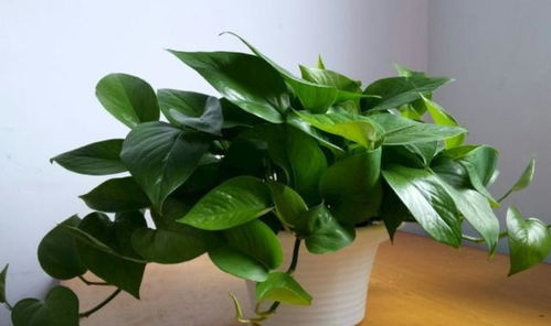 一、 详尽的养护指南，读懂植物的语言