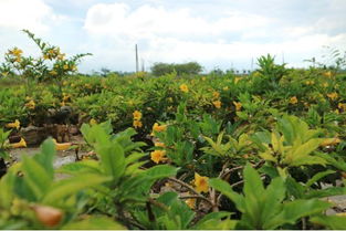 秋葵种子：多元用途的宝藏