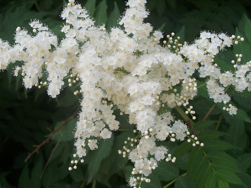 新手蕞易混淆的三种种子