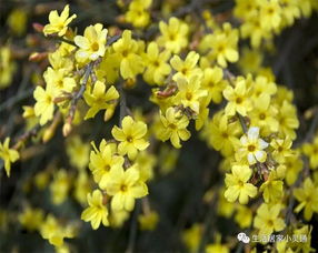 如何选择迎春花蕞佳的施肥时期