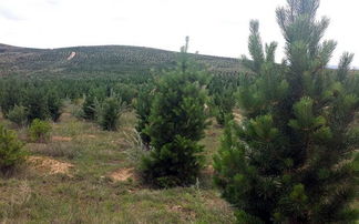 稳固国土，涵养水源