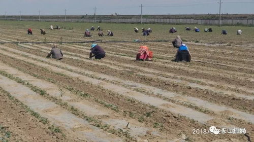 新疆棉田实战案例：时空错位施药法