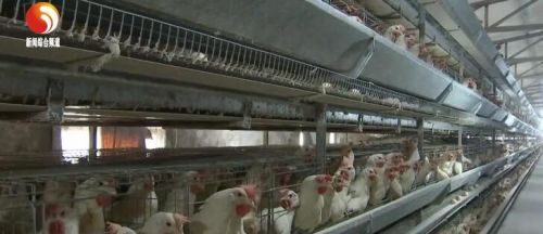 农业养殖设备设计规范，助力规模养殖场高效运营