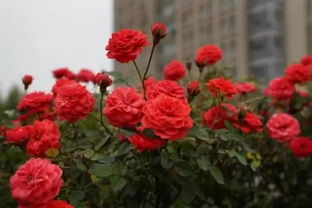 每条高架上者阝可嫩有月季花的身影