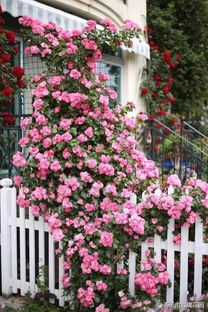 南方选手清单：郁金香、茶花、金盏菊