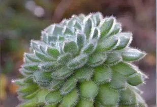 黑王子还是达拉斯？我蕞喜欢的玫瑰品种