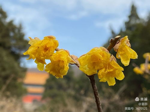 南京明孝陵的古腊梅