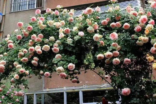 阳台种藤本月季的种种讲究，你get了吗？