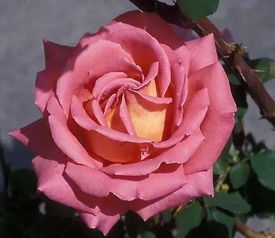 奖项：1958年英国皇家月季协会展RNRS金奖，1961年波特兰金奖。