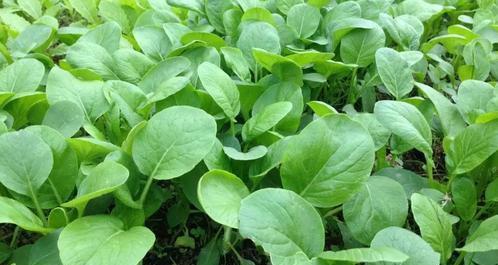 萝卜白菜虫害烦恼？吡虫啉来帮忙！