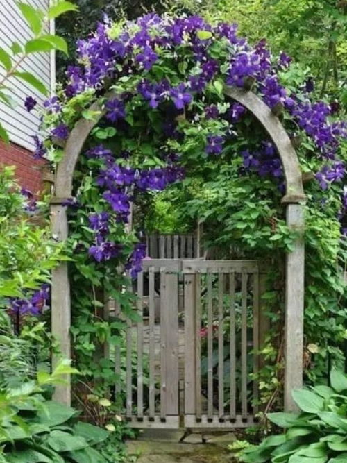 夏天来了 空调费省一半，堪堪这些植物吧！