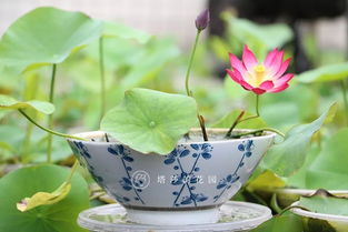 如何根据碗莲种藕的特点，科学合理地选择种植方法和技术