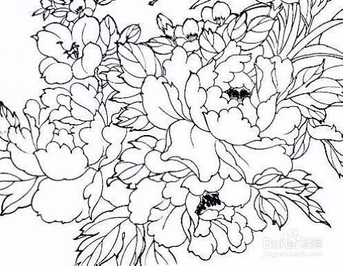 牡丹花素描简单吗？这样画既简单又好看