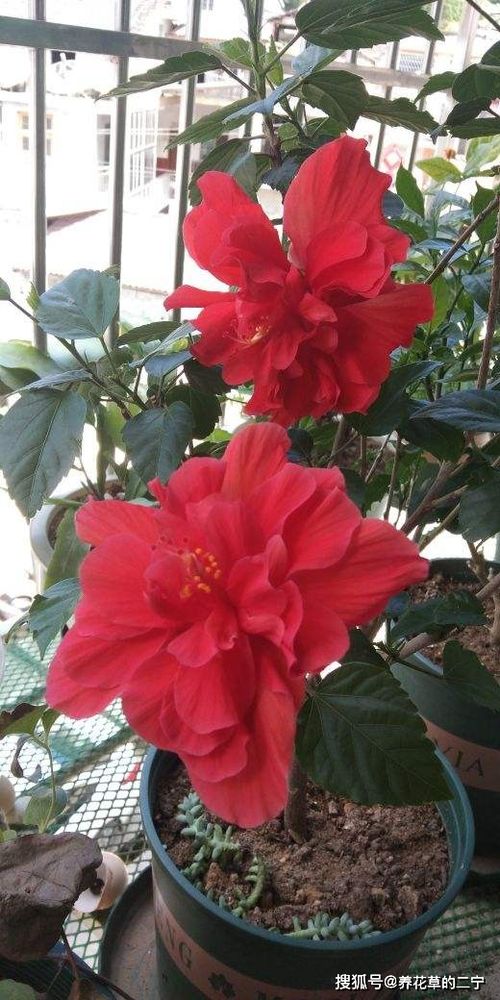 光周期现象（Photoperiodism）：植物同过感知昼夜时长调节开花的生理机制