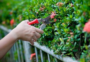 修剪后的水分大事