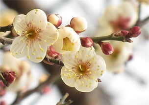 白梅花和玫瑰花泡水喝，能消结节吗