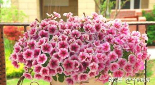 矮牵牛打顶后如何施肥才能促进二次开花