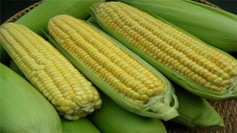 不同地区玉米打药时间差异