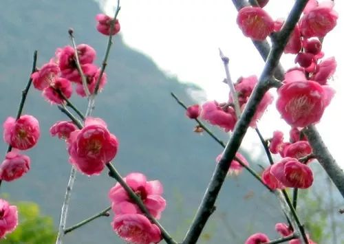 揭秘荔波梅花的养殖秘籍：如何在家培育绚丽花朵？