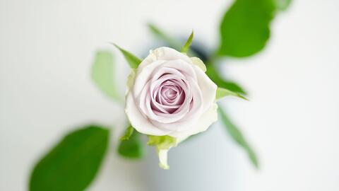 切花月季的选择