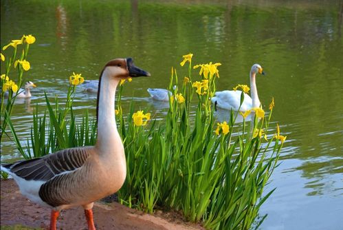 北方冬天耐寒植物来帮忙
