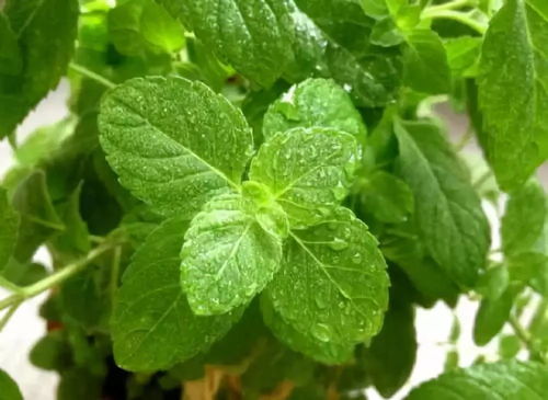 刷白的作用，你了解多少？