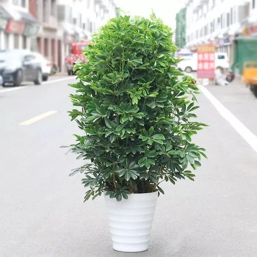 “发财树苗速长秘诀，快速成爆款绿植！”